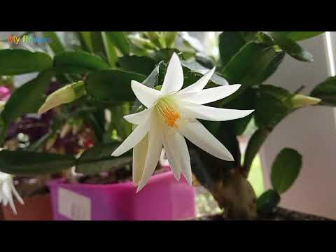 Rhipsalidopsis (Easter orchid) My care for it. Flowering.