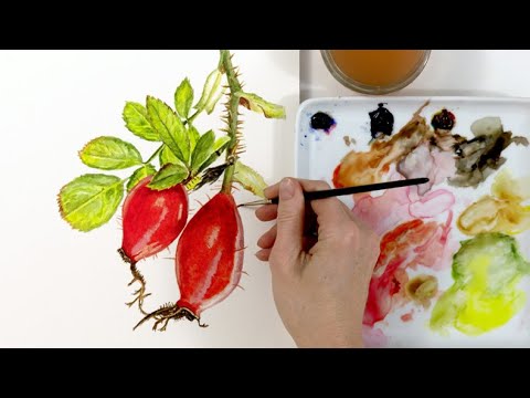 How to paint rose hips