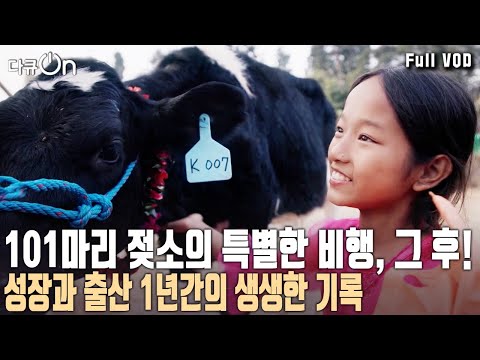 [ENG C.C] 네팔에 간 K-젖소, 엄마가 되다! [#다큐온] | Thank you for coming to our town, Gamsa! | KBS 240316 방송