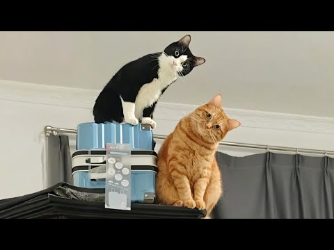 New Funniest Cats Clips 2025😼Try Not To Laugh😜 #40