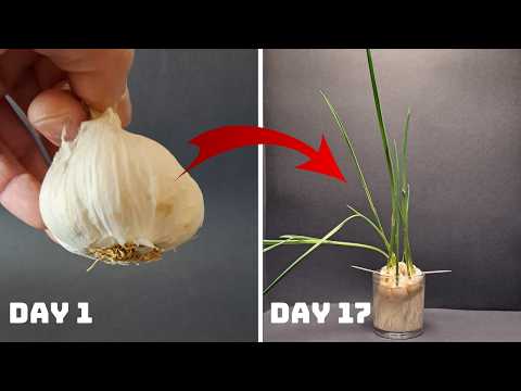 GROWING Garlic Plant | TIME LAPSE