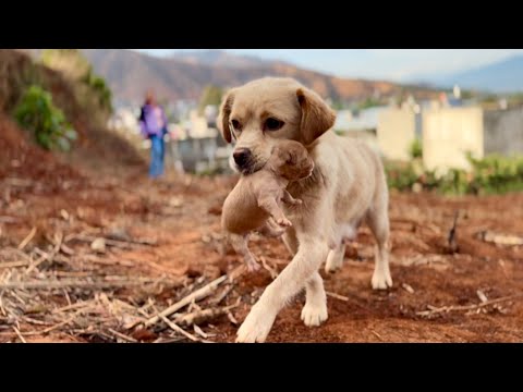 Didn’t expect this! Ran into a dog moving her pup in the mountains—what happened next was shocking!