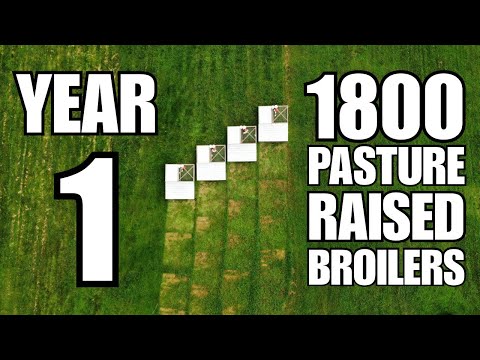 Here’s How We Did It | 1800 Pasture-Raised Broiler Chickens In Our First Year