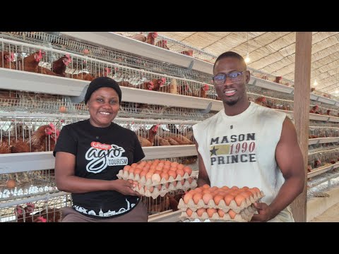 How Much It Costs to Set Up a Profitable Chicken Farm & Earns Millions from Egg Sales