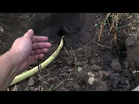 I caught a mole quickly and easily. Do the same.