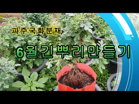 파주국화분재.수형.긴뿌리만들기