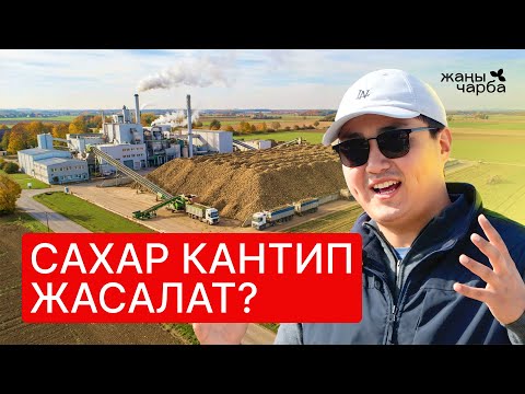 Кумшекер жасоо | "Кошой" заводу | Жаңы Чарба