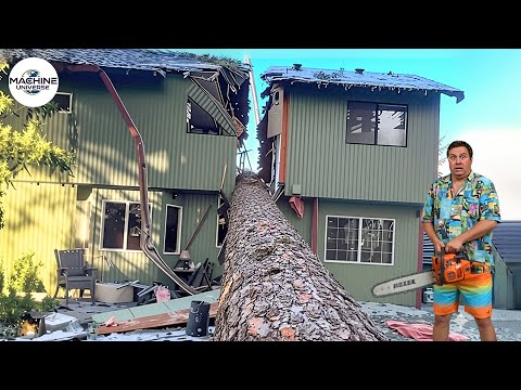 Idiots With Chainsaws: Tree Cutting Fails & Roof Smashes #6