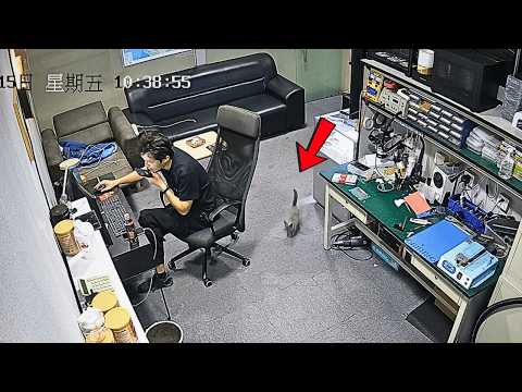 Sick stray kitten enters store looking for help, kind owner decides to adopt her and become cat dad