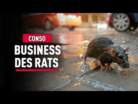 Rats en ville : un fléau devenu business – Reportage consommation - KM
