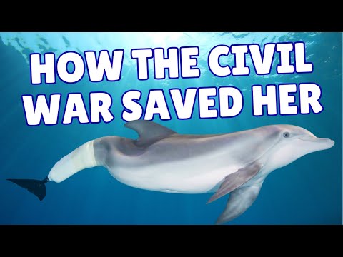 How Did a Civil War Injury Save Winter the Dolphin?