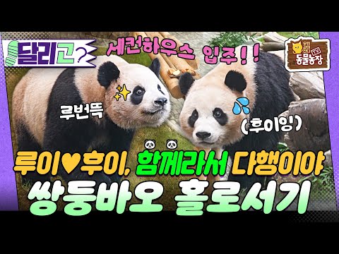 [🏃‍#달리GO] 엄마 품 떠나는 날💧사랑을 품고 세상으로 나아가는 루이후이의 독립일기🐼💗 #TV동물농장 #달리 #DALI