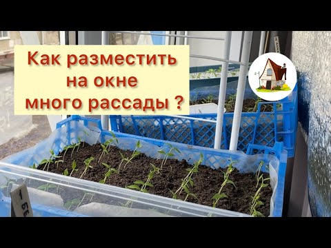 3. Расставляю ящики на подоконник. Рассада на продажу 2024.