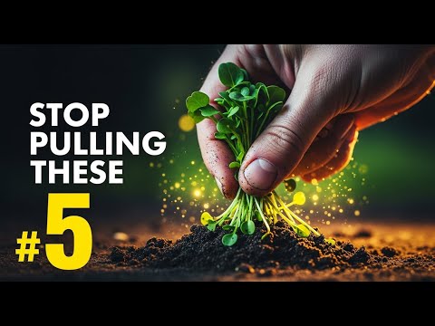 5 “Weeds” That Are Actually Superfoods (Stop Pulling Them!)