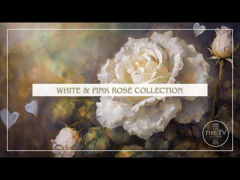 Vintage White & Pink Rose Valentine Art | 4K TV Frame Art Screensaver | TV Inspired Art | 6 scenes