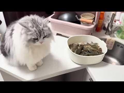 Funniest Cats and Dogs Clips 2025 😼🐶 | Try Not To Laugh 😜