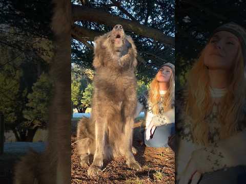 Giant Wolf Howls with Girl #wolfhowl #wolf #bluewolfdog
