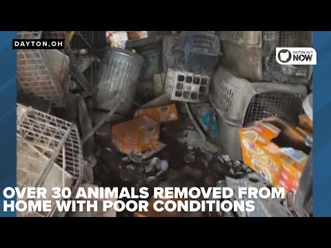 Filth, darkness and neglect': Over 30 animals rescued, man facing animal cruelty charges