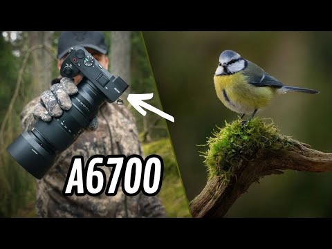 What a Magical Morning! - A6700 in Action + DIY Reflection Pool Build