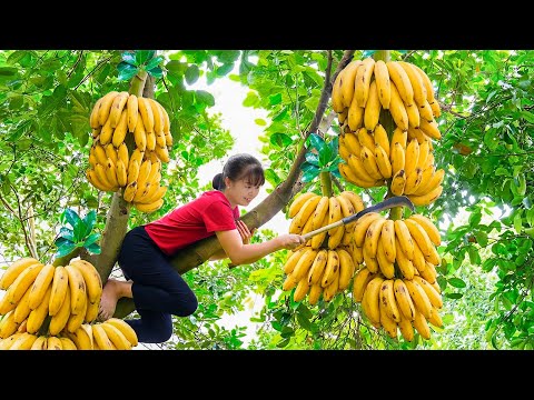 TIMELAPSE -- Harvesting GIANT Forest Banana and Many Other Fruits & Taking Care of Chicks, Ducklings