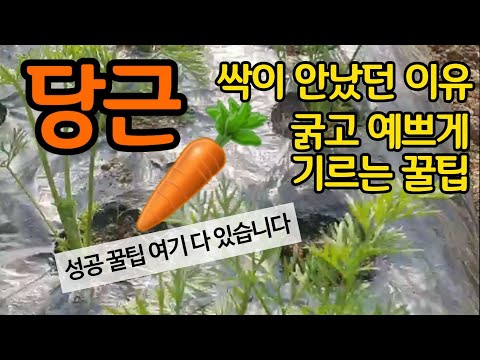 Why carrots don't sprout and what to do about them. Tips for growing them thick and beautiful. A ...