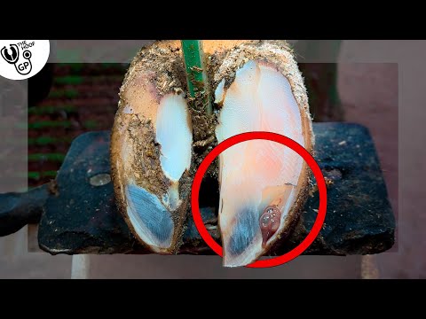 MANURE BUBBLES ... in a cow's hoof 😥