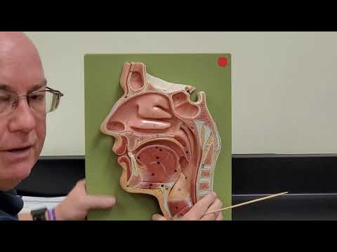 Professor Long 2402 Lab Nasal Cavity and Pharynx