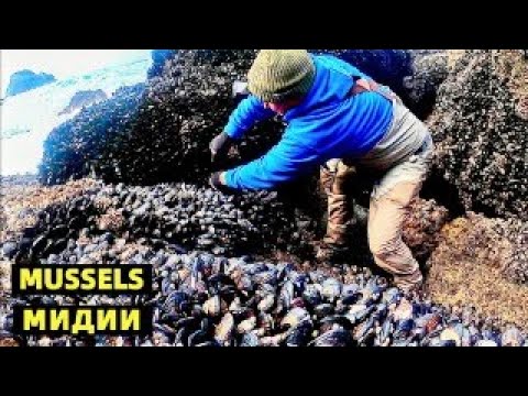 AMAZING  MUSSELS HARVESTING FORAGING AND COOKING RECIPE. МИДИИ СБОР И ПРИГОТОВЛЕНИЕ. ТИХИЙ ОКЕАН США