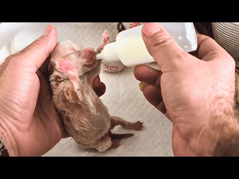 Abandoned Newborn Puppy Left to Freeze - Now He's the Heart of Our Family!