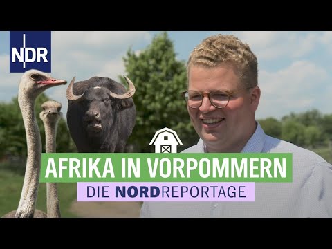 Besondere Landwirtschaft: zwischen Straußen und Wasserbüffeln | Die Nordreportage | NDR