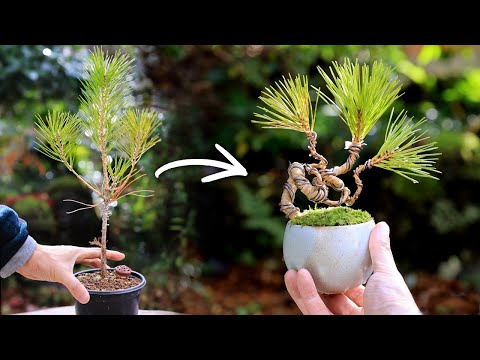 Black pine folding teacup MINI BONSAI～Make the elongated black pine compact【Bonsai diary 12/23】