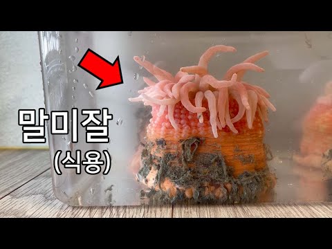 우리나라에 사는 말미잘입니다 ㄷㄷ 거기다 식용..