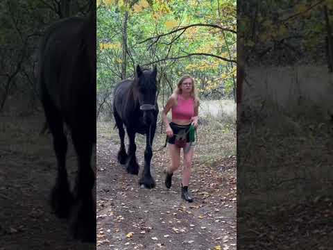 Black Horses 🐴 #horses #horse #horselover #friesian #villagelife