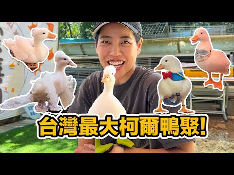 阿飛長大了回娘家~好多鴨鴨 一團混亂 笑料百出! 給你滿滿柯爾鴨 整集姨母笑!