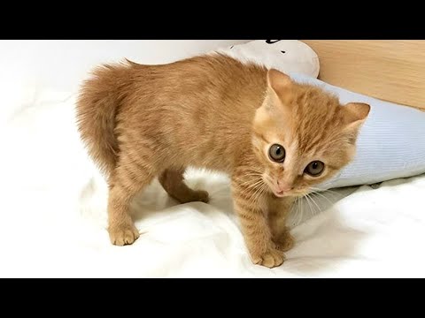When Kittens Are Being Total Little Humans 😂 Funny Cats and Human