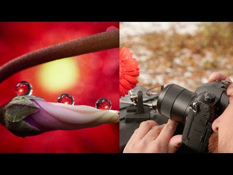 DPReview TV: Creating better macro photos with Don Komarechka
