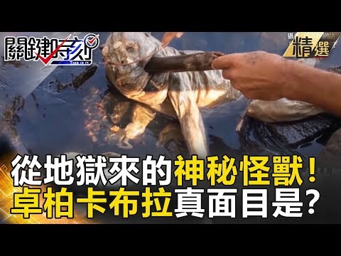 從地獄來的神秘怪獸！卓柏卡布拉真面目是？-關鍵時刻精選  黃創夏 陳耀寬 朱學恒 黃世聰