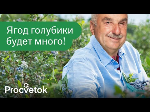 GROWING BLUEBERRIES IS EASIER THAN CURRANTS if you know these important nuances!