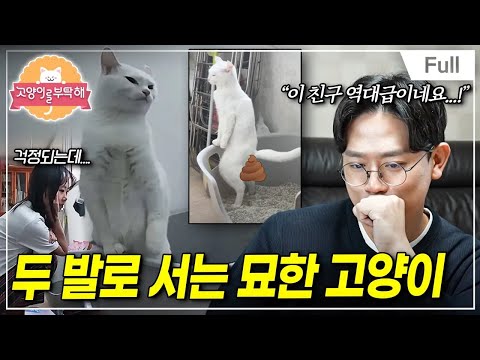 [Full] Please Take Care of My Cat - The Strange Cat Standing on Two Legs