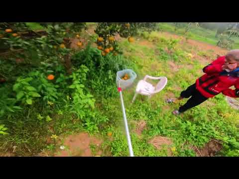 20251219採橘東離下