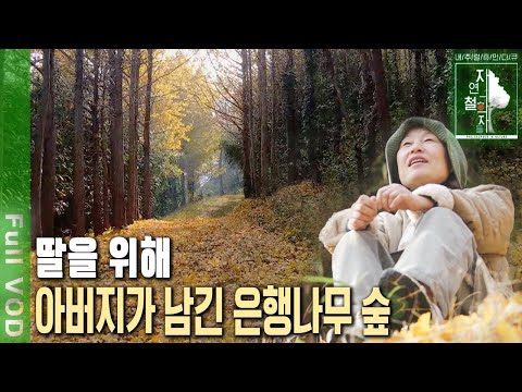 A father and a ginkgo forest embrace his daughter as she returns home after 20 years of city life...