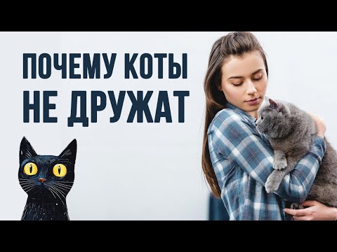 To make cats friends, keep this in mind...