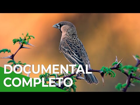 Los Inquilinos del África Salvaje | Free Documentary Nature - Español