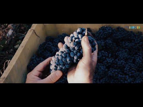 Facing the Future: The Israeli Wine Industry Today