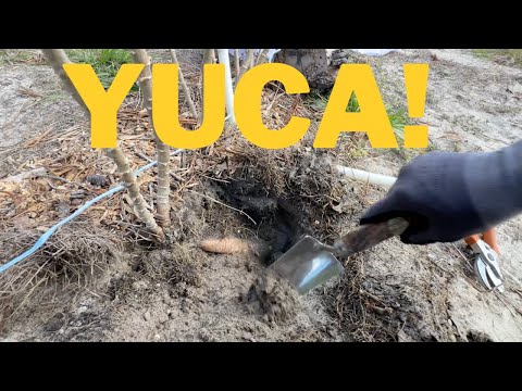 Cosechando Yuca Fresca  en  casa