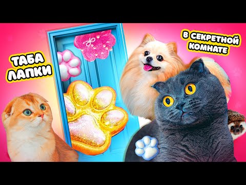 Secret ROOM with Tabby Paws | Pets FOUND IT
