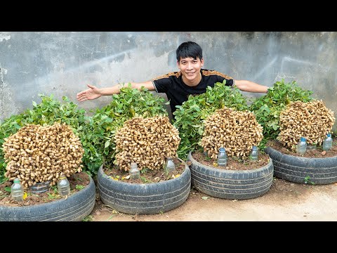 Simple Tire Garden Peanut Growing – No Soil Needed, No Fertilizer, No Harmful Chemicals