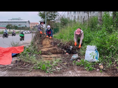 OVERGROWN Grass Hides Hidden Dangers on the Sidewalk!
