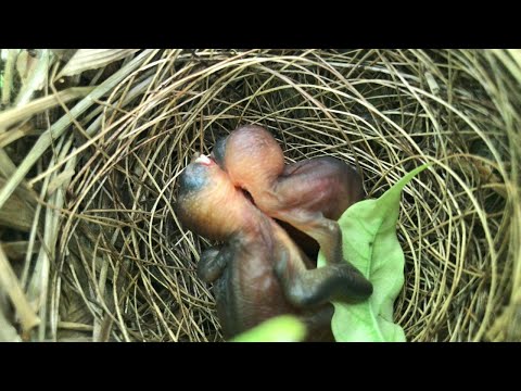 From Egg to Baby Bird – Watch This Amazing Life Cycle!