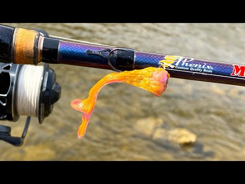 Will Fish Eat a DingleBerry???